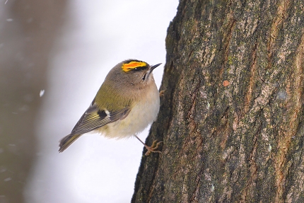 goudhaan (Regulus regulus) 2-2021 5039